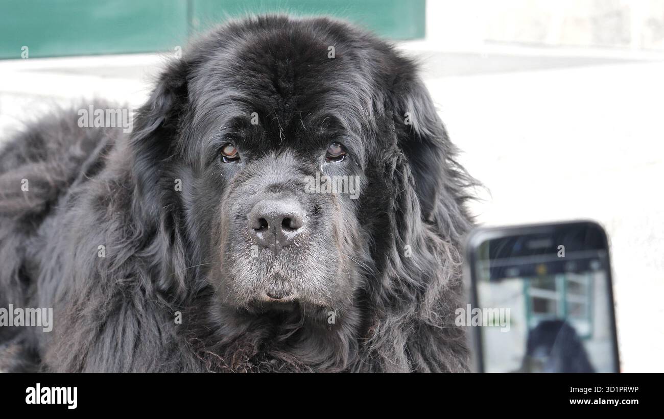 Il grande cane nero viene fotografato con lo smartphone Foto Stock