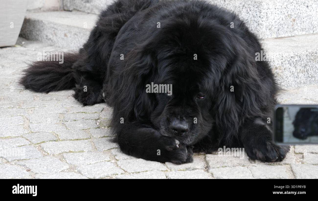 Il grande cane nero viene fotografato con lo smartphone Foto Stock