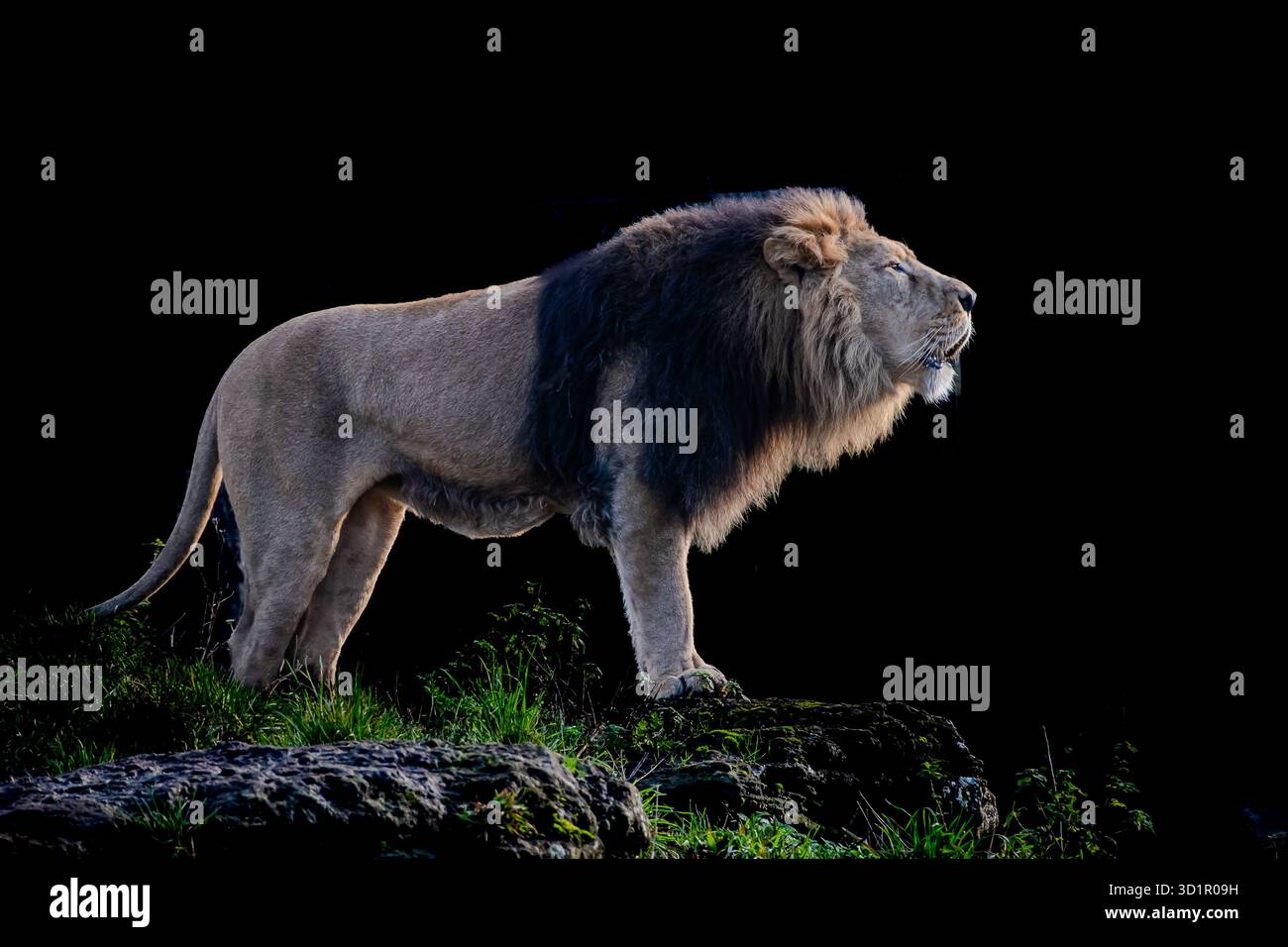 Riserva di caccia Masai Mara, Kenya, Africa orientale, Africa Foto Stock