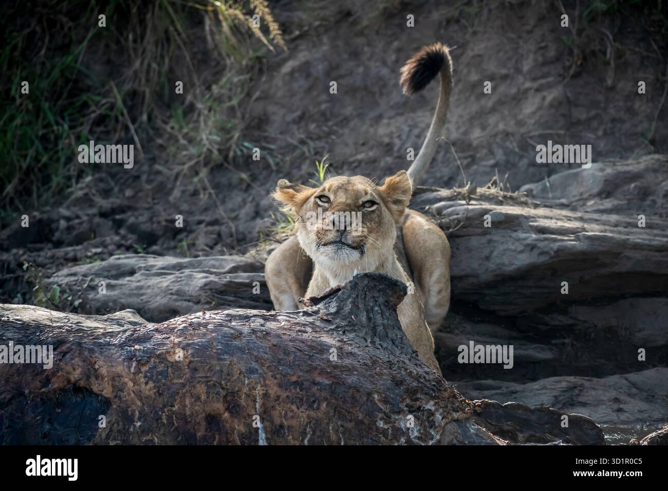 Riserva di caccia Masai Mara, Kenya, Africa orientale, Africa Foto Stock