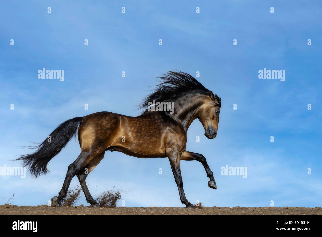 Il cavallo spagnolo puro (pura Raza Espaola) è un'antica razza della penisola iberica in Spagna e strettamente imparentata con il Lusitano. Foto Stock