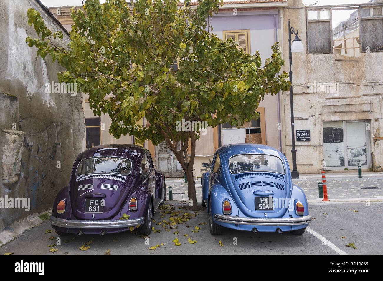 Larnaca, Cipro - 8 febbraio 2022: Un puprle e un blu splendidamente mantenuto cromo dipinto classico Volkswagen Beatle auto parcheggiate in un parco di strada u Foto Stock