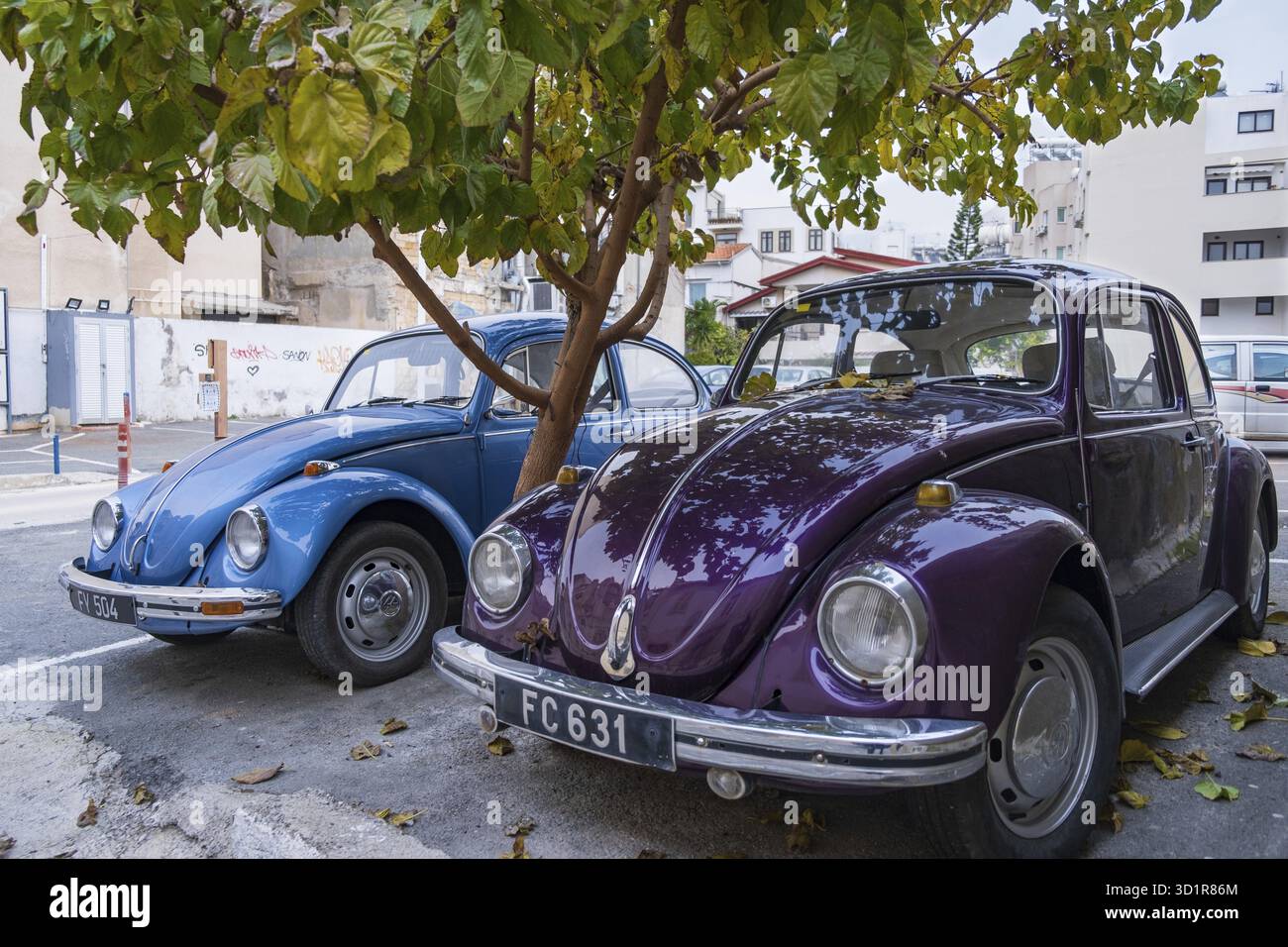 Larnaca, Cipro - 8 febbraio 2022: Un puprle e un blu splendidamente mantenuto cromo dipinto classico Volkswagen Beatle auto parcheggiate in un parco di strada u Foto Stock