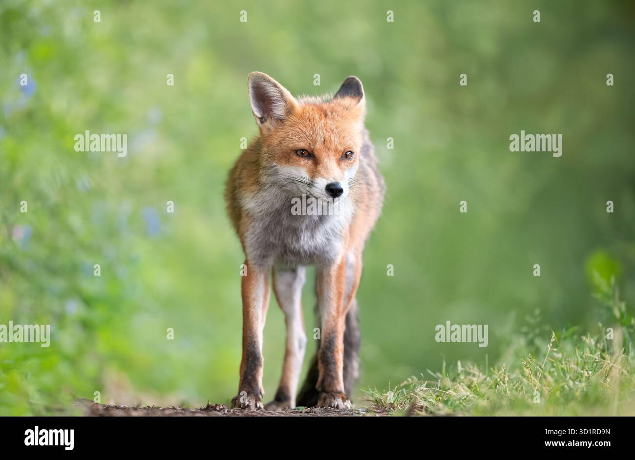 Ritratto a livello degli occhi di una volpe rossa selvaggia (Vulpes vulpes) in piedi tranquillamente in un prato, Regno Unito. Foto Stock