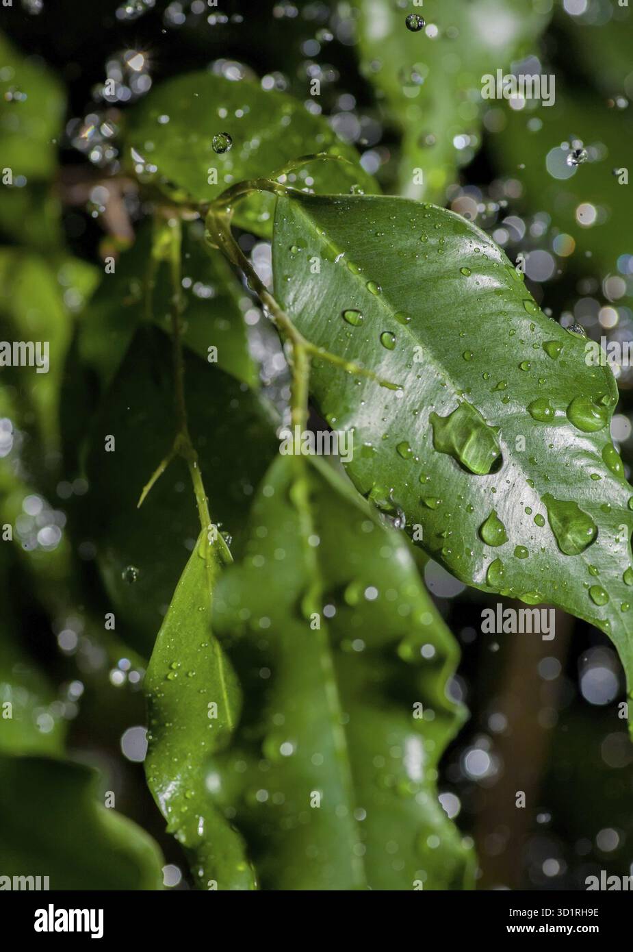 Pioggia tropicale. Rugiada mattutina su una pianta verde riflessa in gocce d'acqua Foto Stock