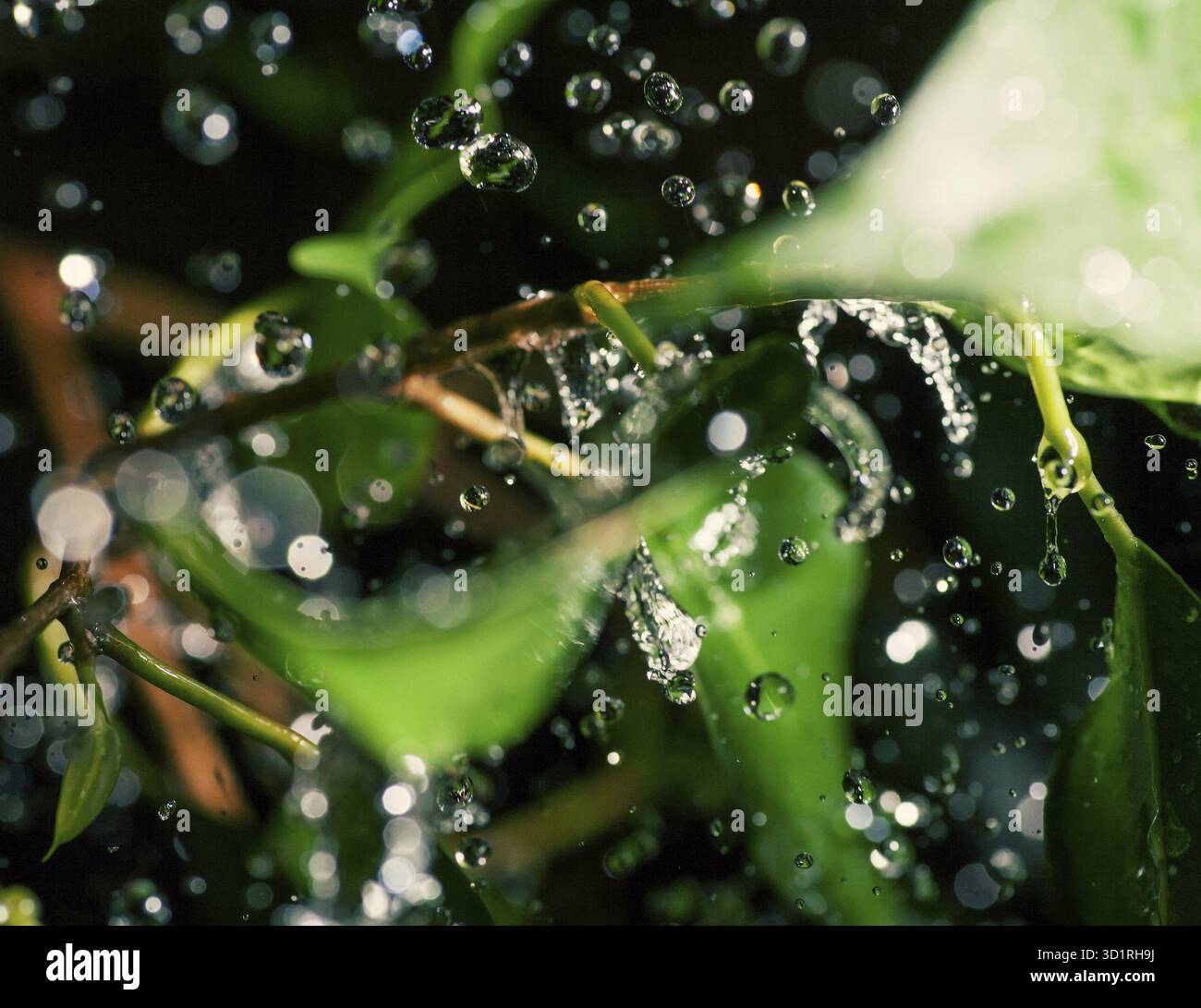 Foglie verdi e pioggia tropicale che cadono Foto Stock