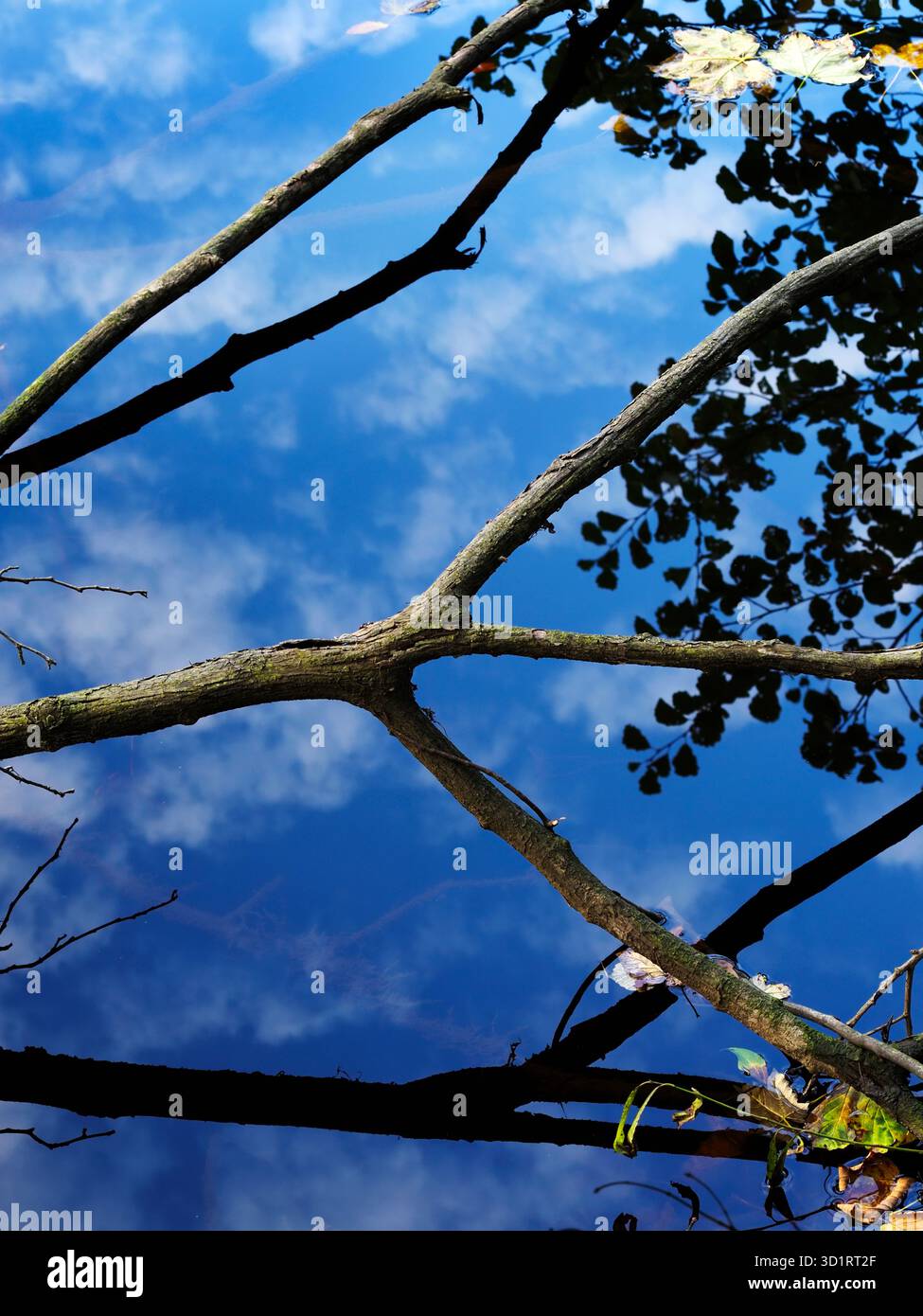 In parte rami sommersi e riflessi nuvolosi nel fiume Nidd vicino a Knaresborough North Yorkshire Inghilterra Foto Stock