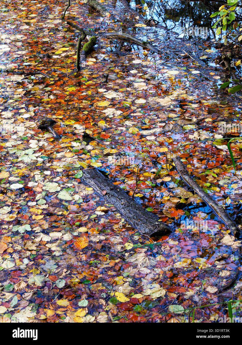 Foglie autunnali galleggianti e tronchi sommersi sul fiume Nidd vicino a Knaresborough, North Yorkshire, Inghilterra Foto Stock