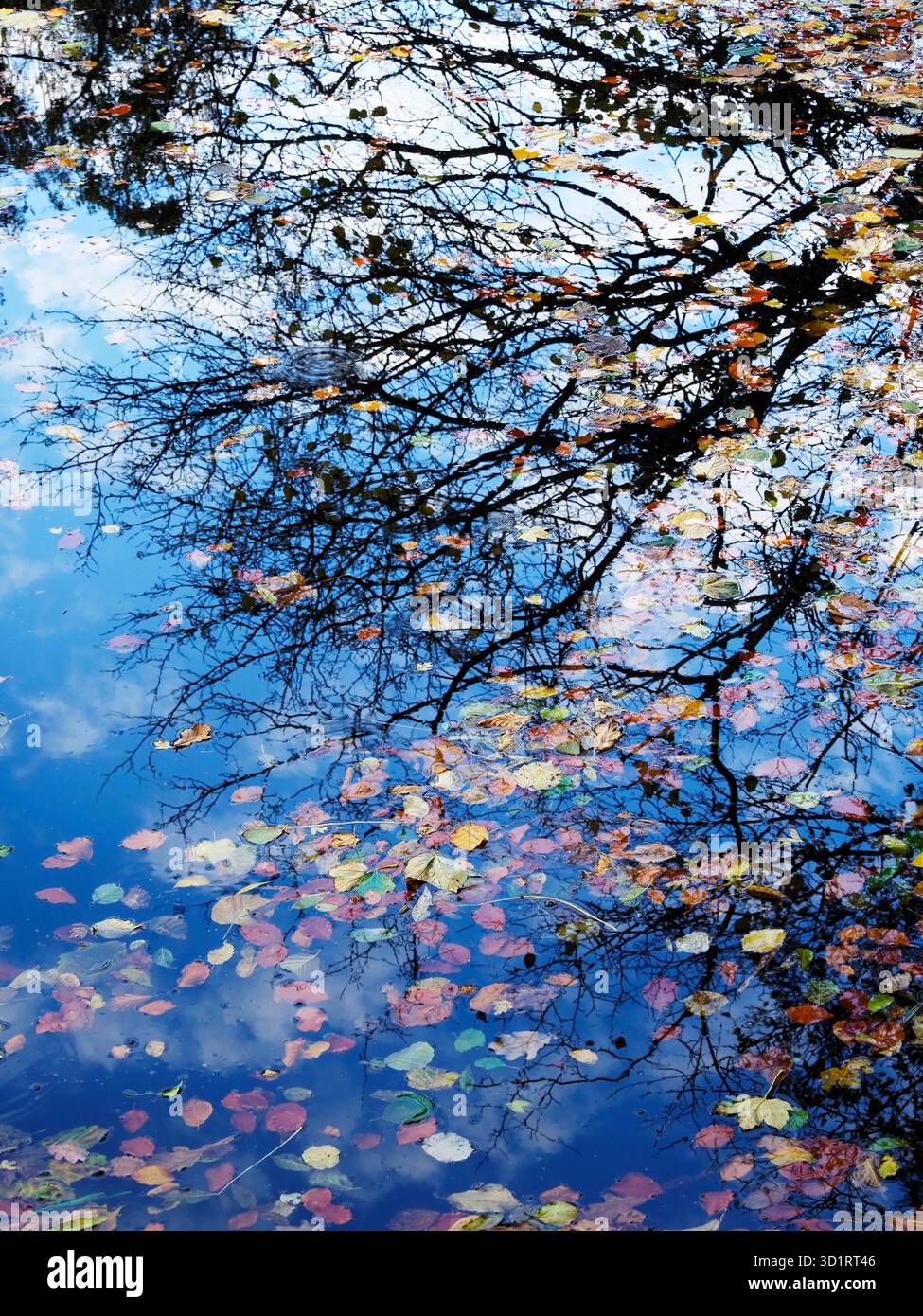 Rami riflessi e foglie autunnali galleggianti sul fiume Nidd vicino a Knaresborough nel North Yorkshire in Inghilterra Foto Stock