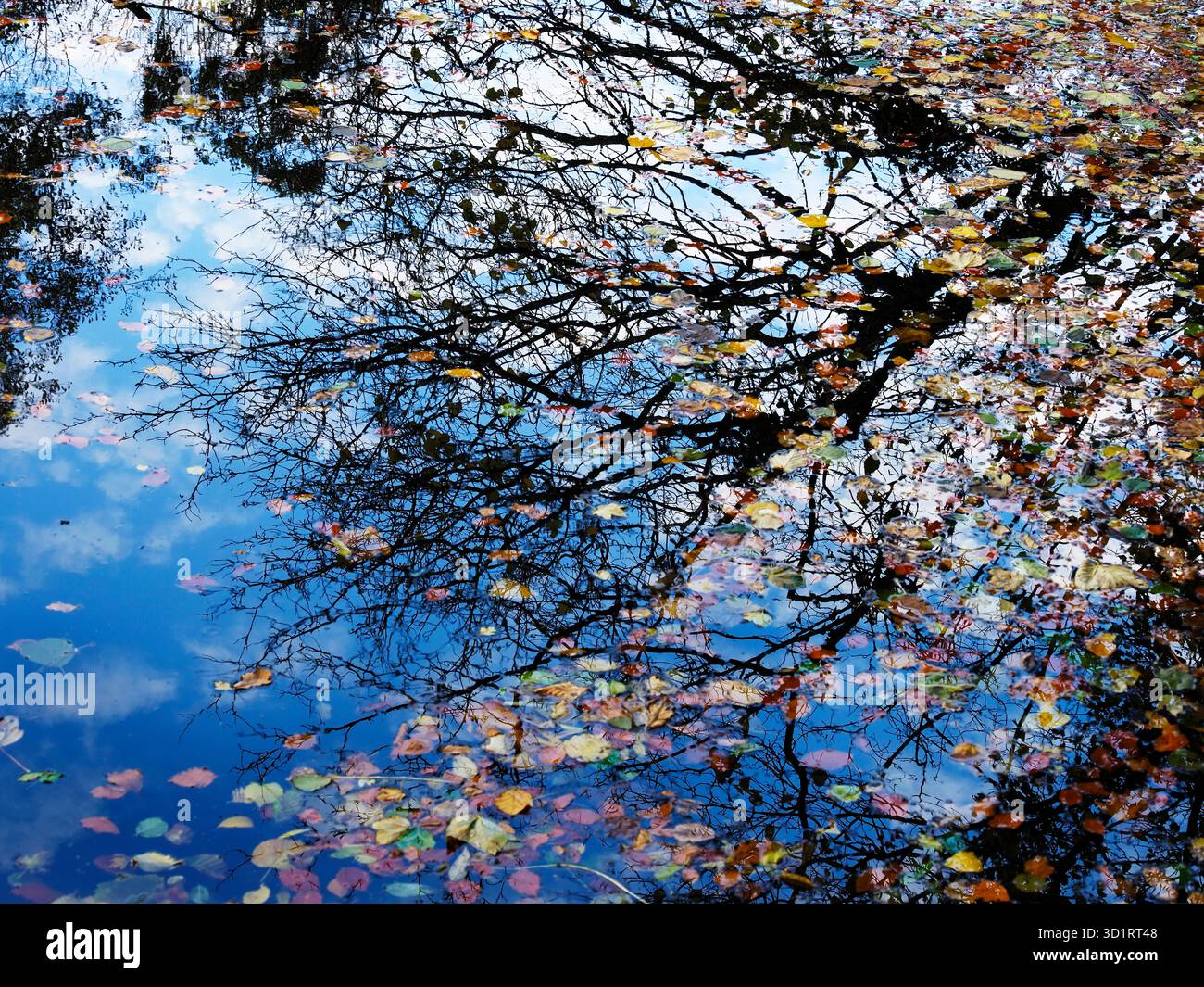 Rami riflessi e foglie autunnali galleggianti sul fiume Nidd vicino a Knaresborough nel North Yorkshire in Inghilterra Foto Stock