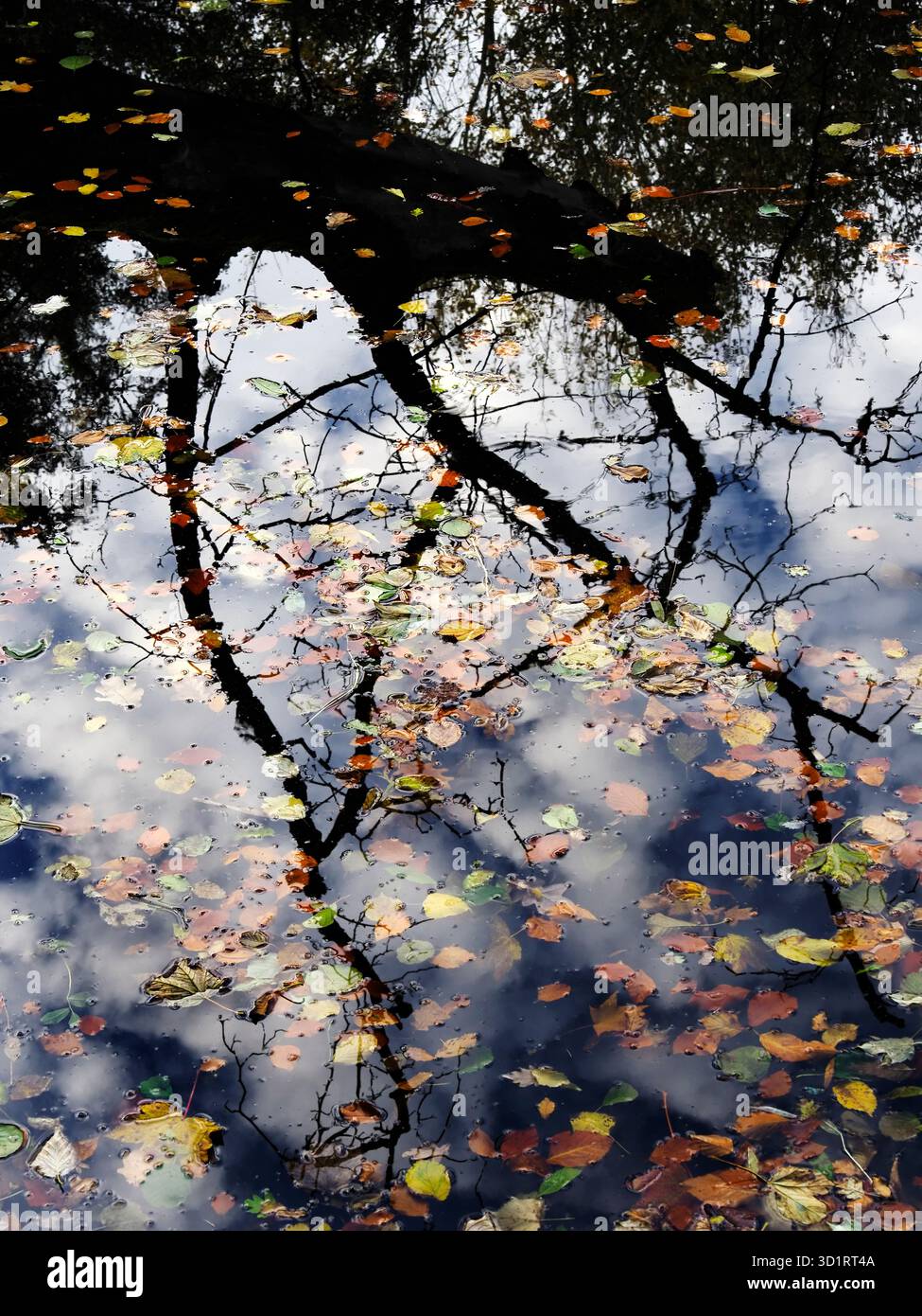 Rami riflessi e foglie autunnali galleggianti sul fiume Nidd vicino a Knaresborough nel North Yorkshire in Inghilterra Foto Stock