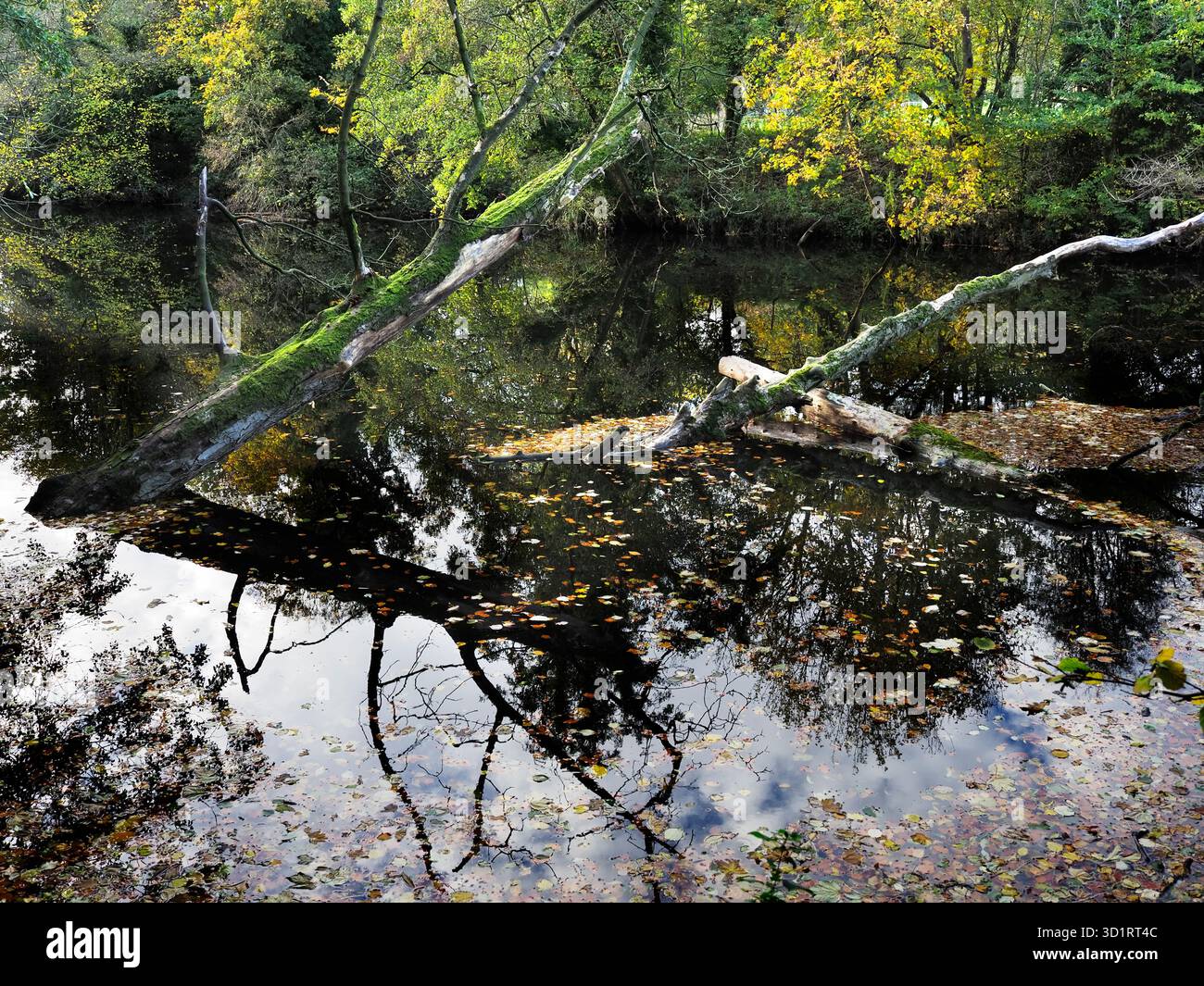 Alberi caduti e foglie autunnali nel fiume Nidd vicino a Knaresborough, North Yorkshire, Inghilterra Foto Stock