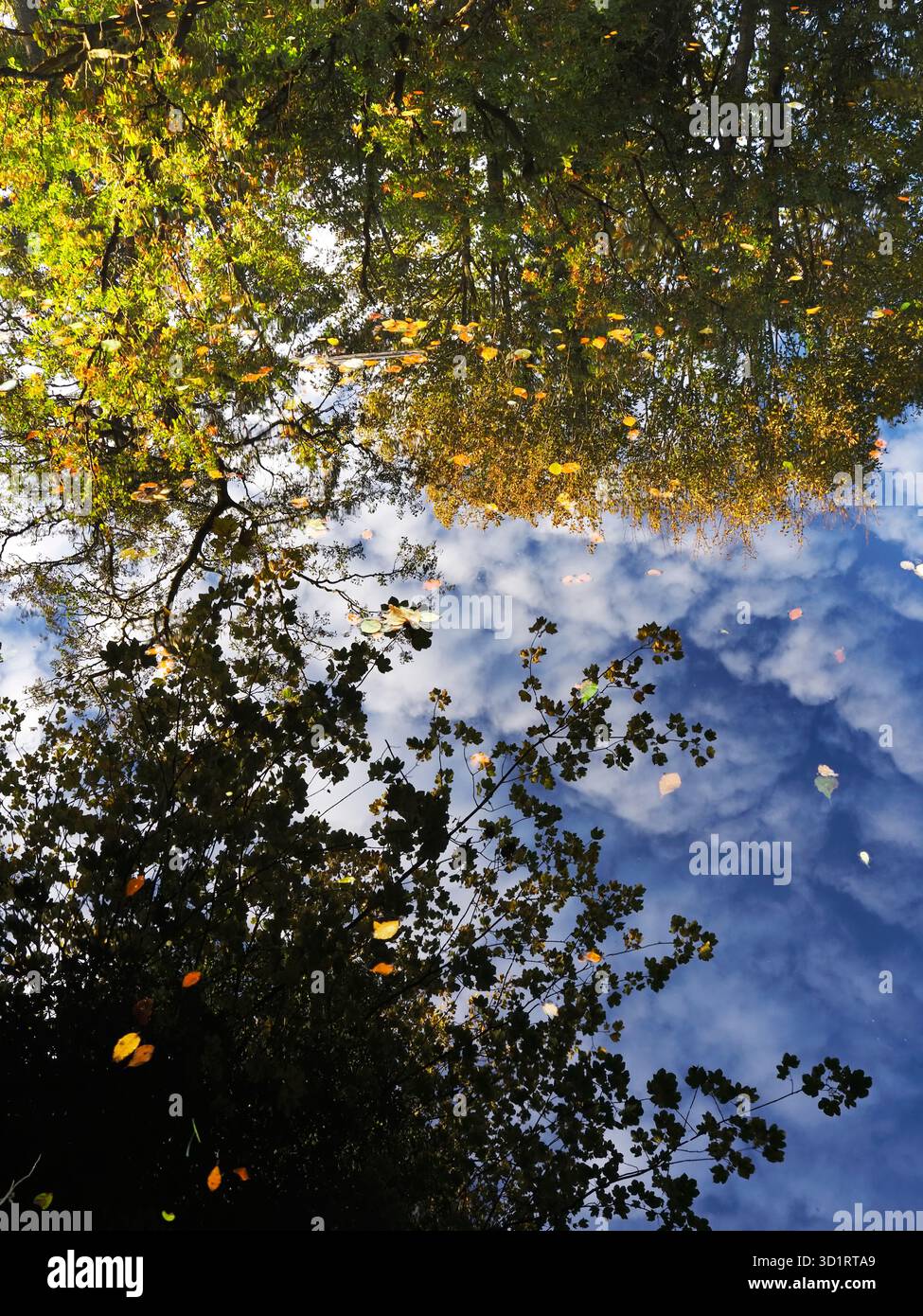Riflessi di alberi autunnali e nuvole dappate nel fiume Nidd vicino a Knaresborough, North Yorkshire, Inghilterra Foto Stock