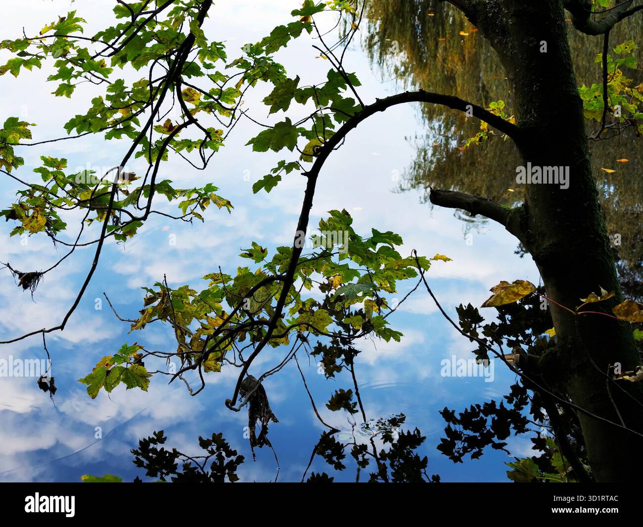Foglie autunnali e riflessi del cielo nel fiume Nidd vicino a Knaresborough, North Yorkshire, Inghilterra Foto Stock