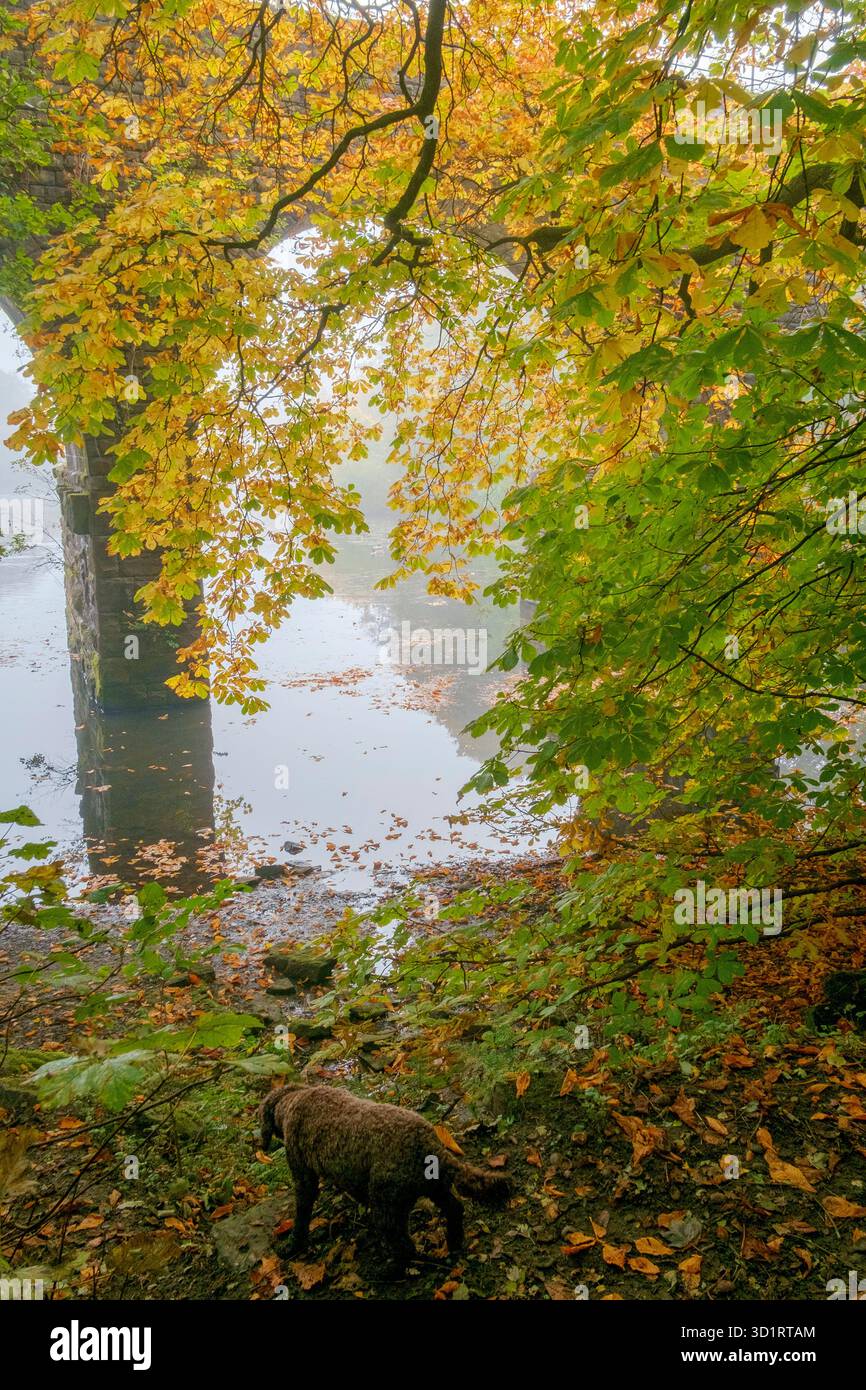 Il viadotto di Tottington che attraversa l'Island Lodge sul sentiero Kirklees. Luce e nebbia Golden Morning. Foto Stock