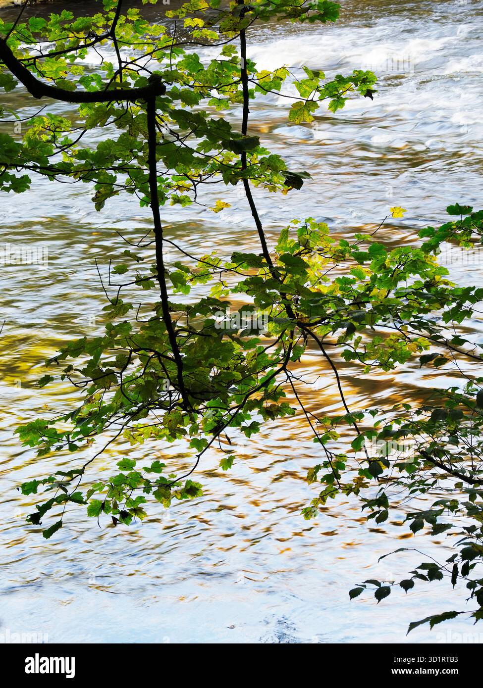 Le foglie autunnali e la luce del tramonto si riflettono nel fiume Nidd vicino a Knaresborough, North Yorkshire, Inghilterra Foto Stock