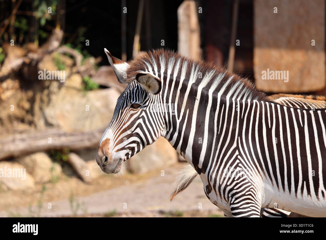 Una zebra si posa di fronte alla fotocamera. Foto Stock