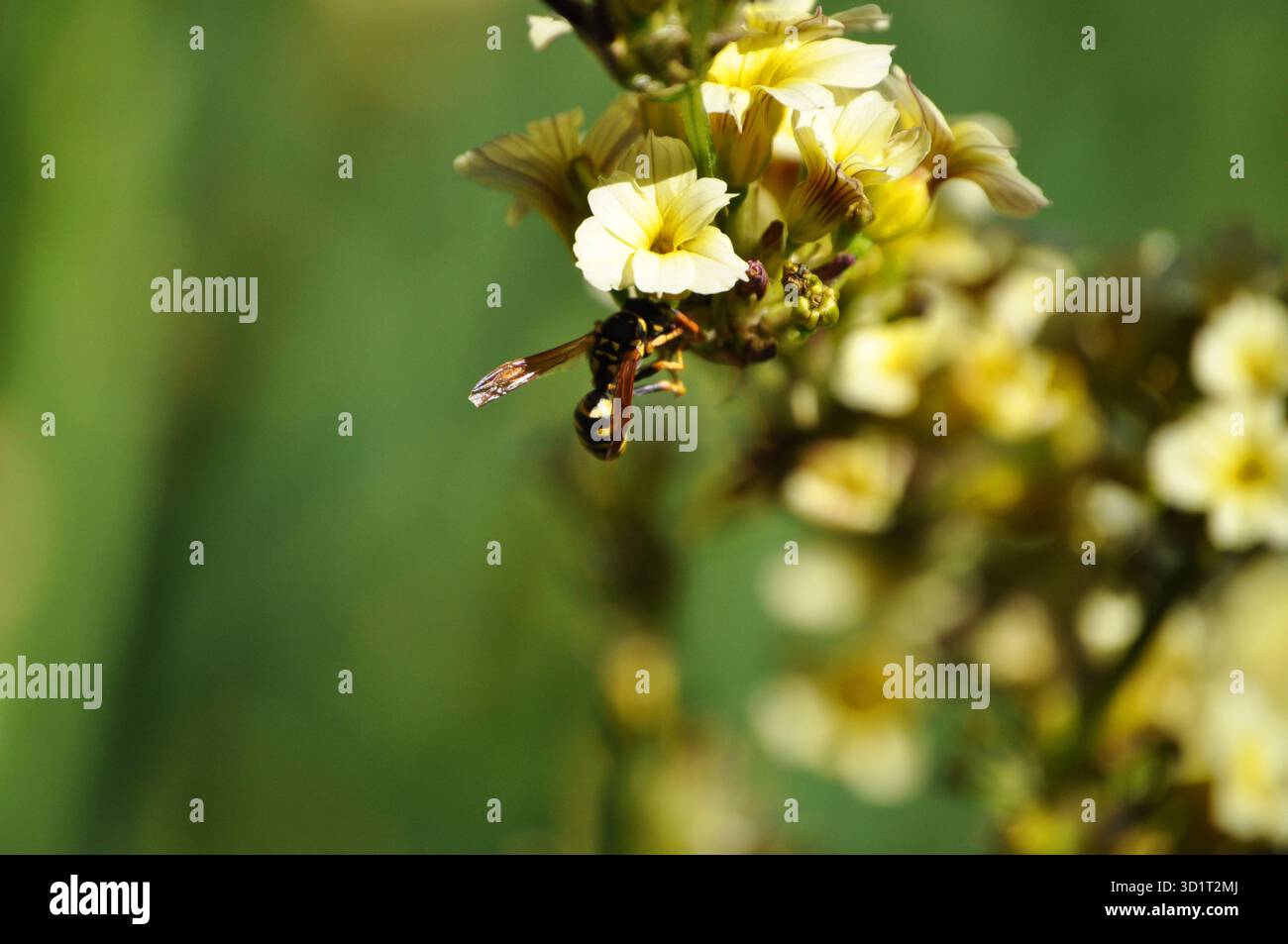WASP impollina bellissimi fiori gialli Foto Stock