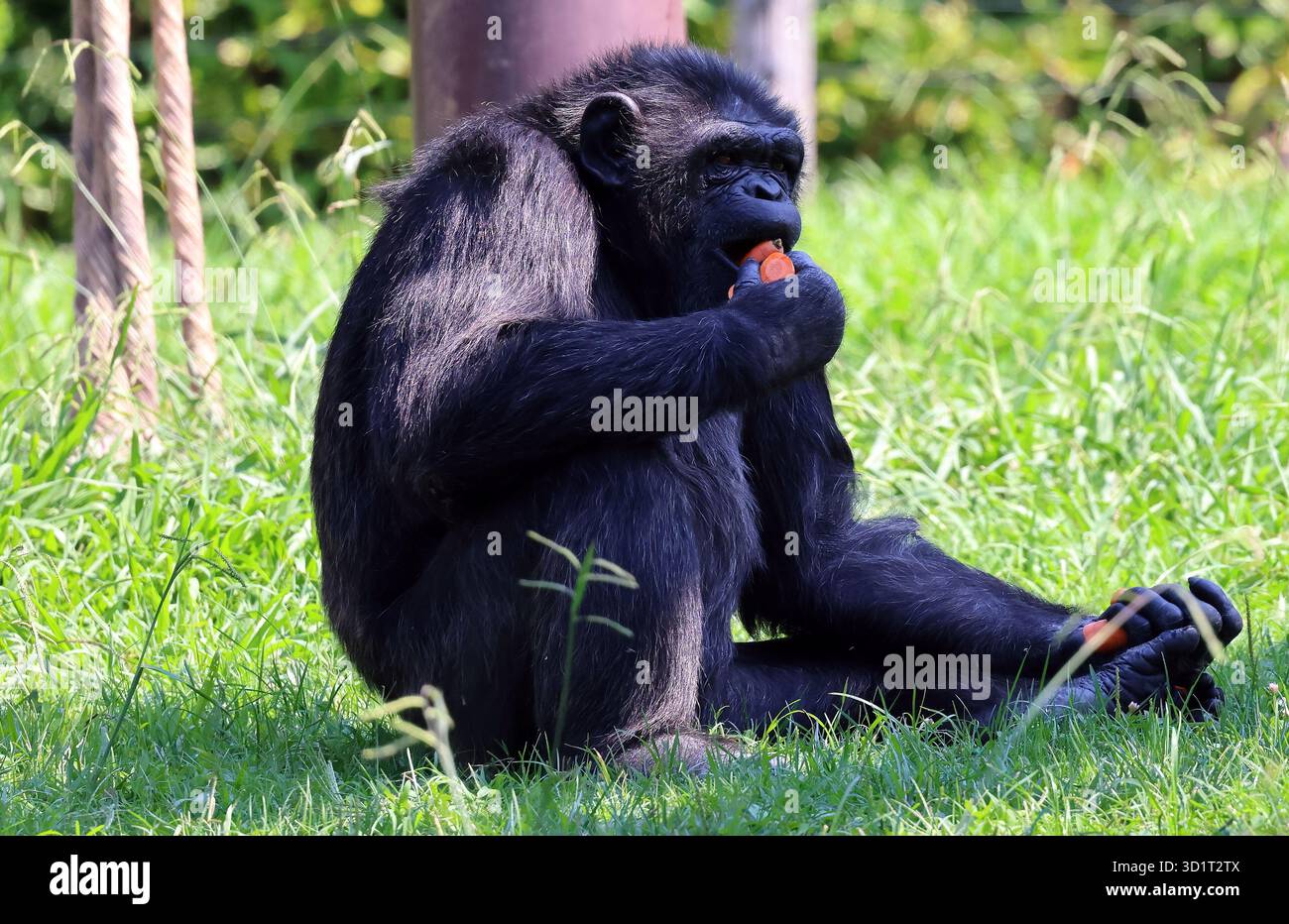 Un gorilla amichevole si siede pacificamente nell'erba, sminuzzando una carota. Foto Stock