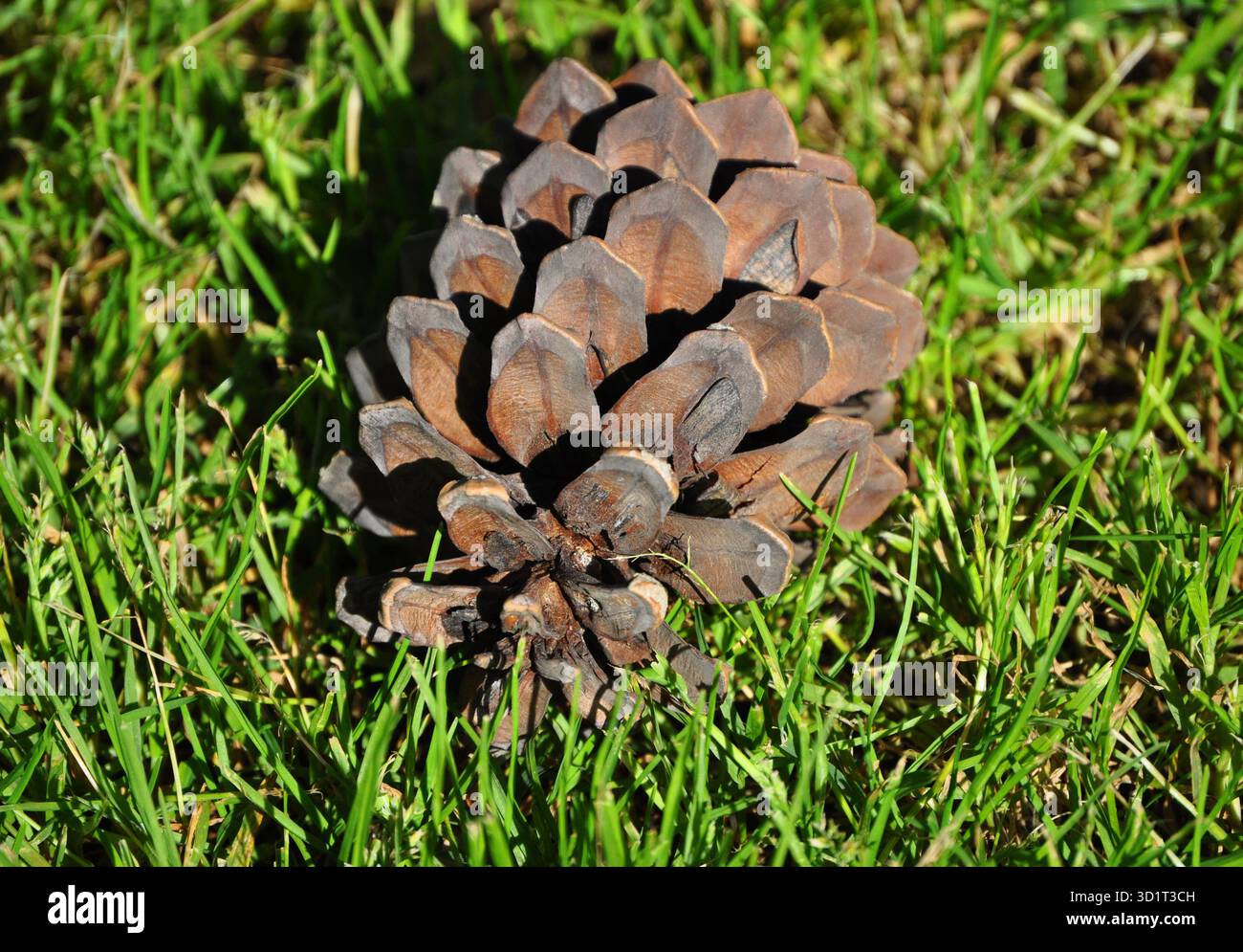 Grande cono di pino sull'erba Foto Stock