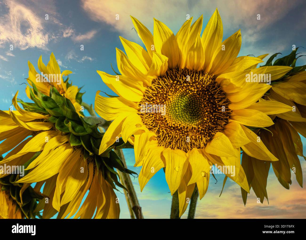 Fiore di girasole all'alba Foto Stock