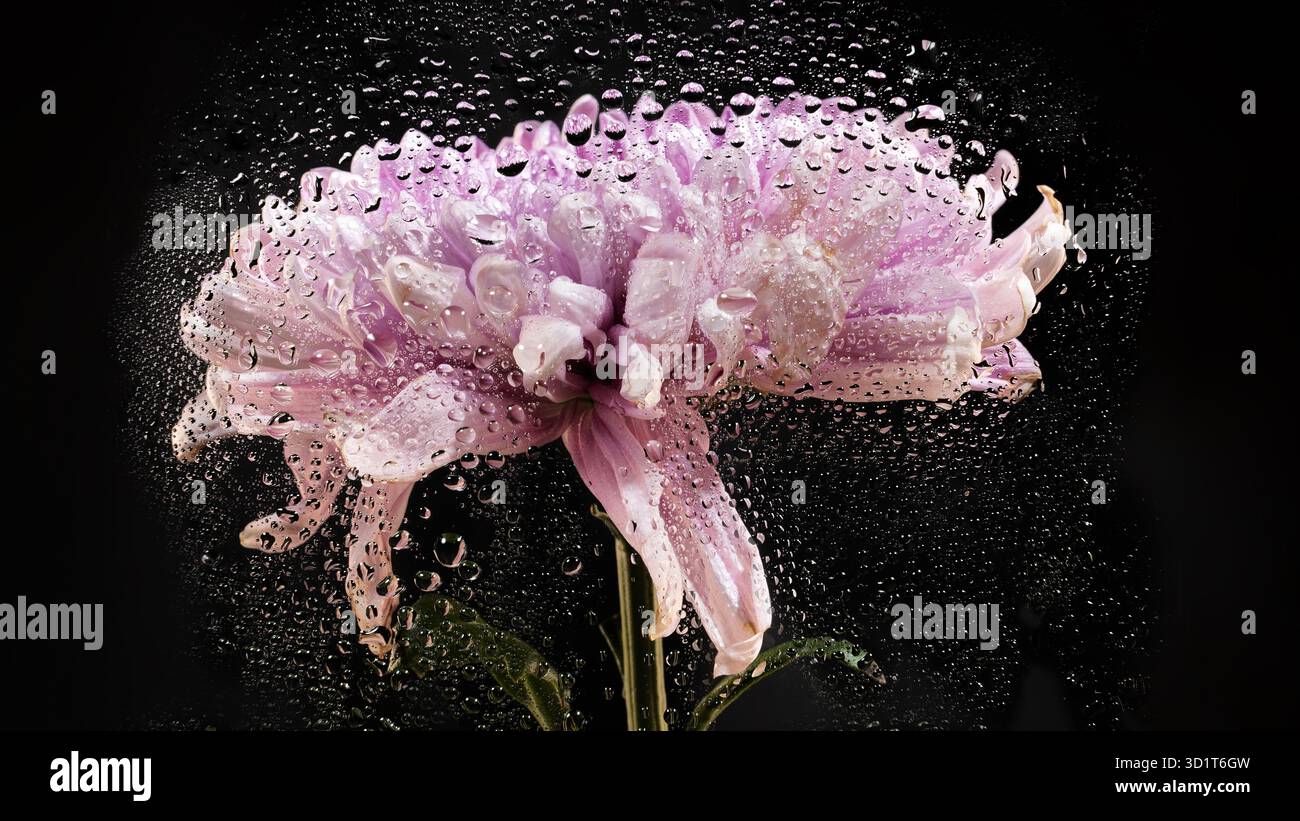 Foto creativa scura Rossano color crisantemo rosa Foto Stock