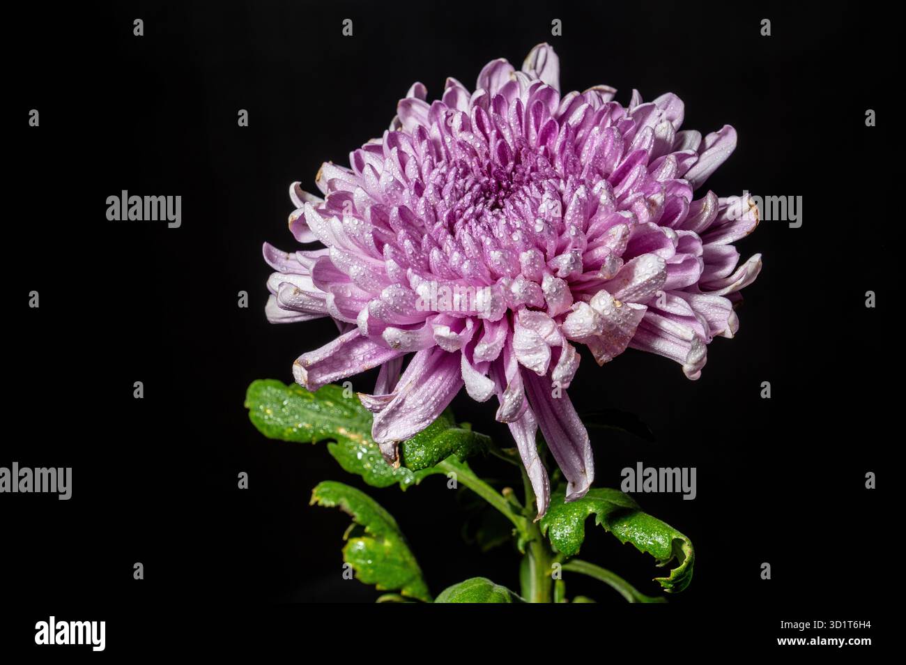 Rosa crisantemo Rossano scuro Foto Stock