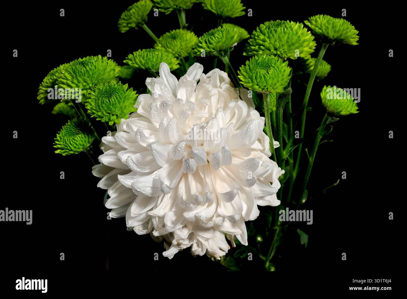 Crisantemo bianco e verde su sfondo nero Foto Stock