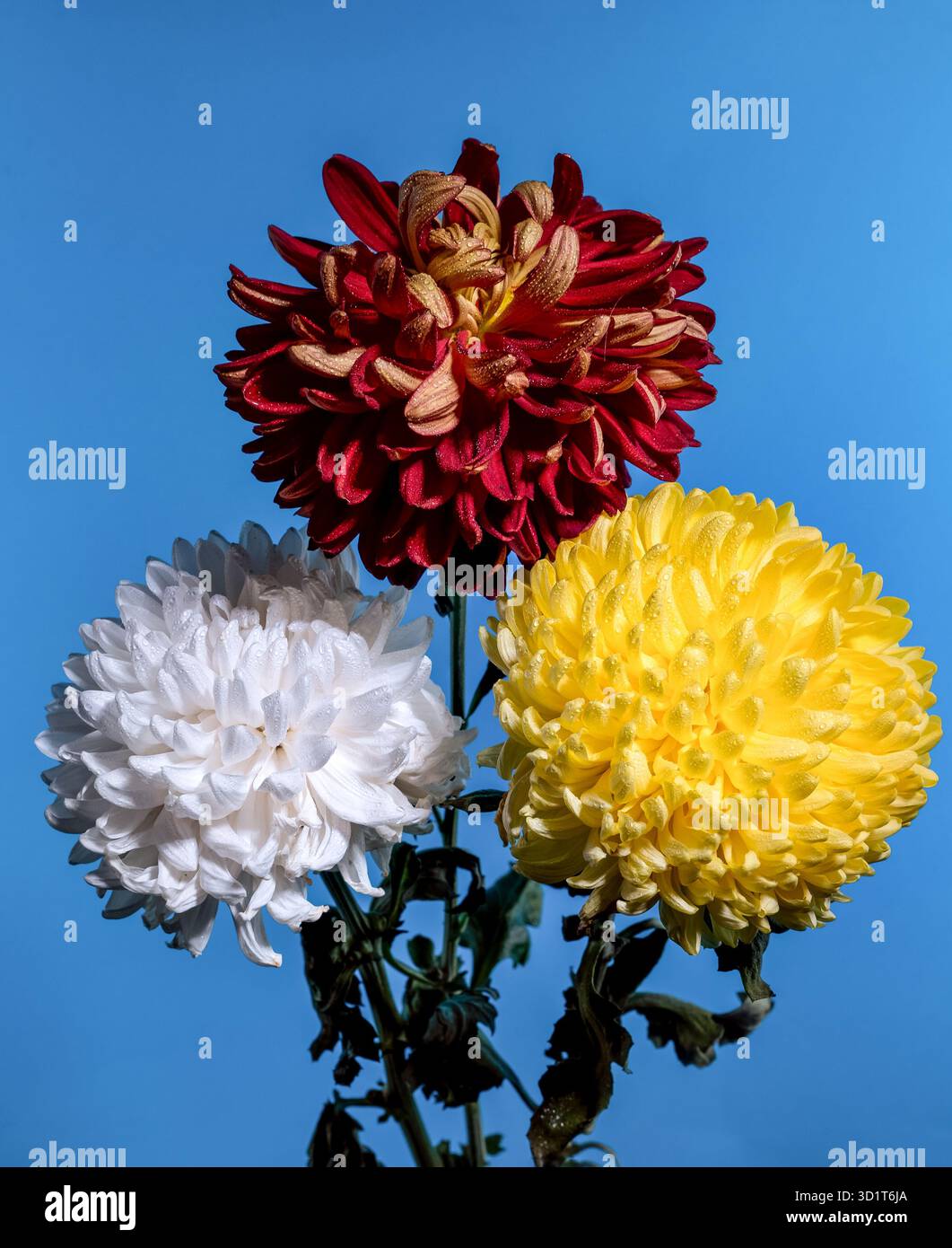 Tre crisantemi su sfondo blu Foto Stock