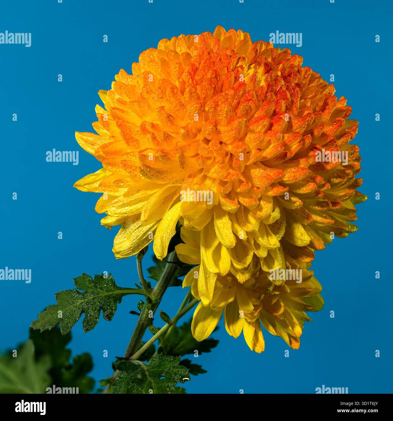 Safari al Chrysanthemum arancione su sfondo blu Foto Stock