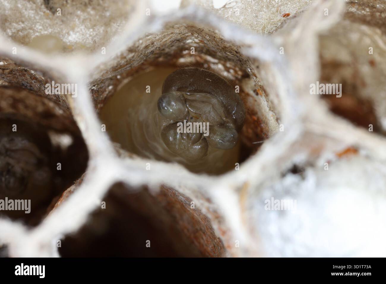 Larva della comune vespa di carta (Polistes) in una cellula del nido realizzata con una sorta di carta prodotta da vespe da masticazione. Foto Stock