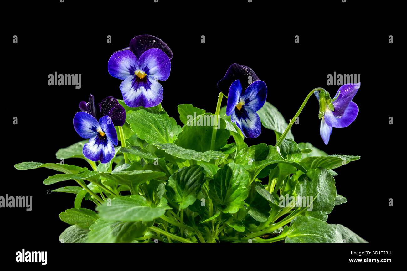 Pansie viola, fiore viola Foto Stock