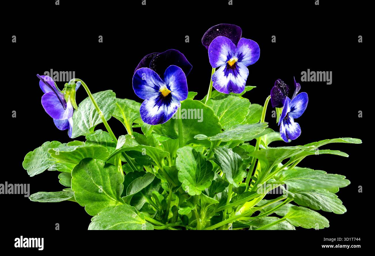 Pansie viola, fiore viola Foto Stock