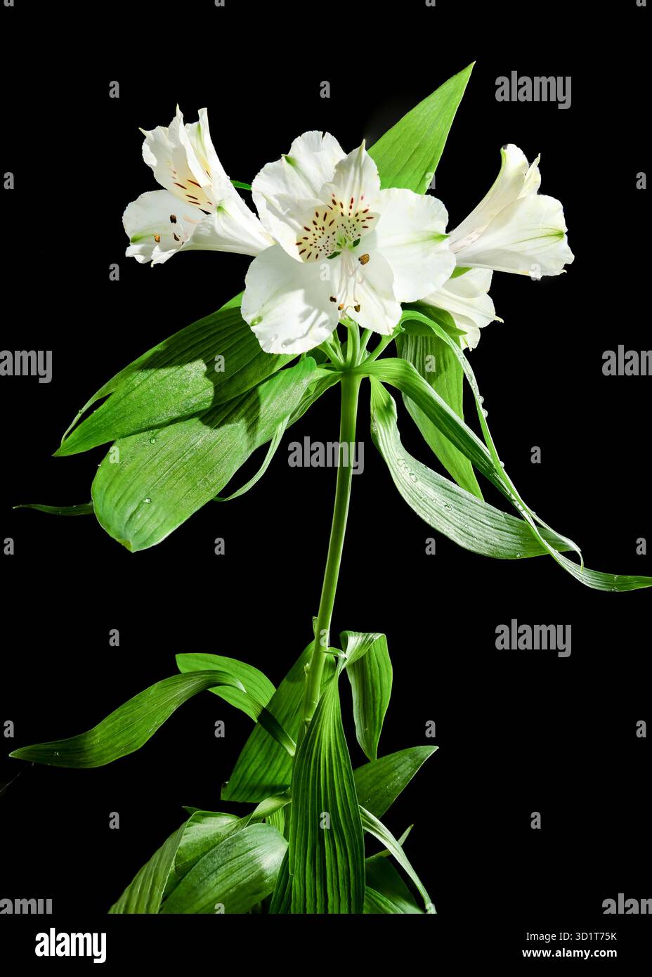 Fiore di Alstroemeria bianco su sfondo nero Foto Stock