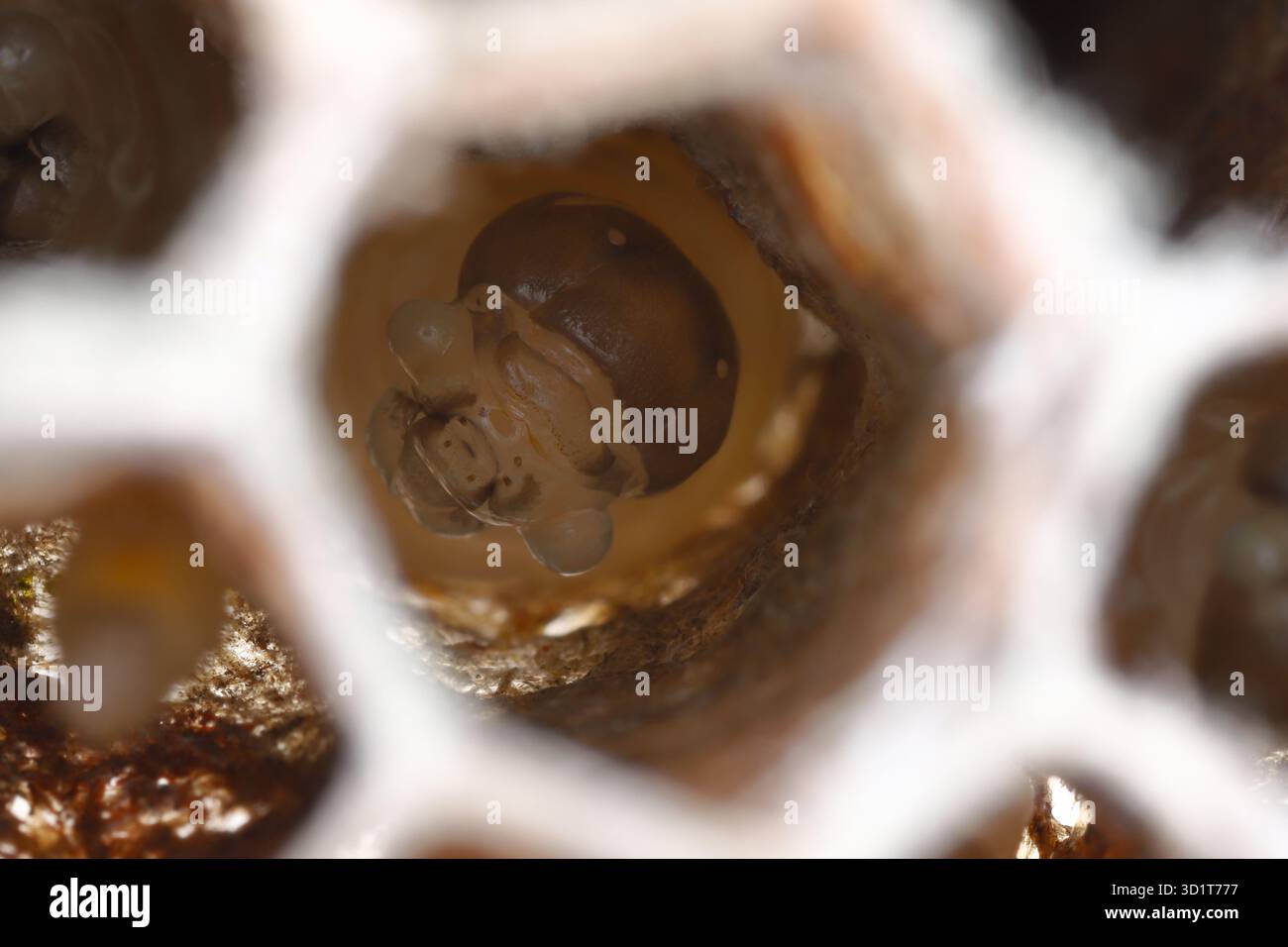 Larva della comune vespa di carta (Polistes) in una cellula del nido realizzata con una sorta di carta prodotta da vespe da masticazione. Foto Stock