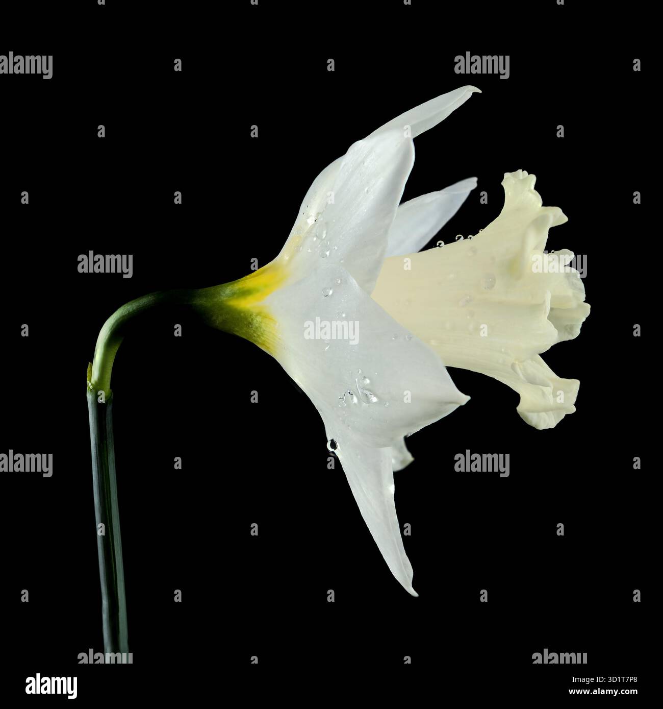 Narcidio bianco su sfondo nero Foto Stock