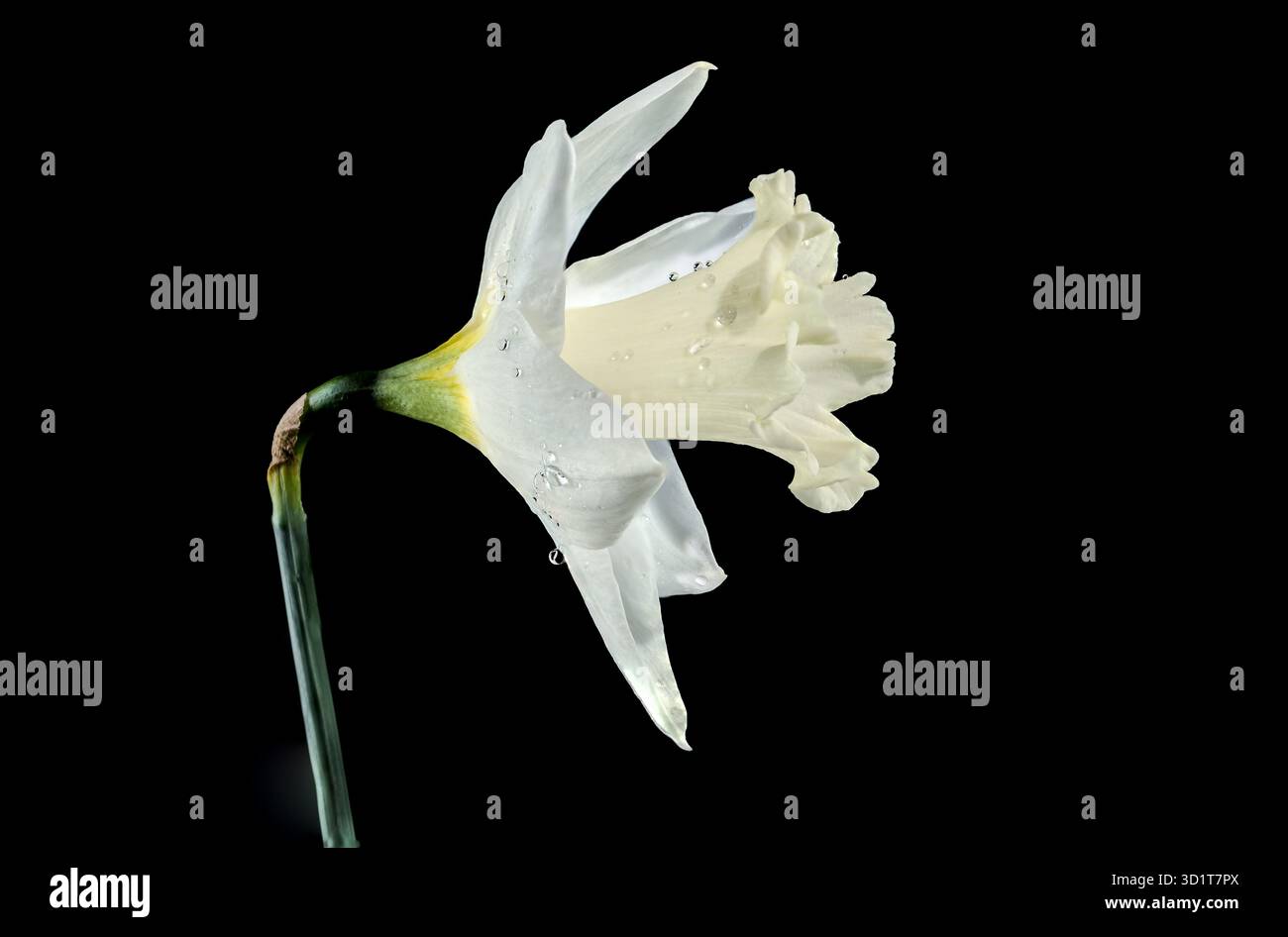 Narcidio bianco su sfondo nero Foto Stock