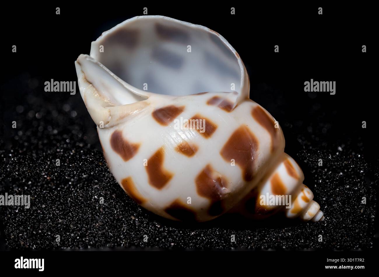 Babylonia Areolata shell su sfondo di sabbia nera Foto Stock
