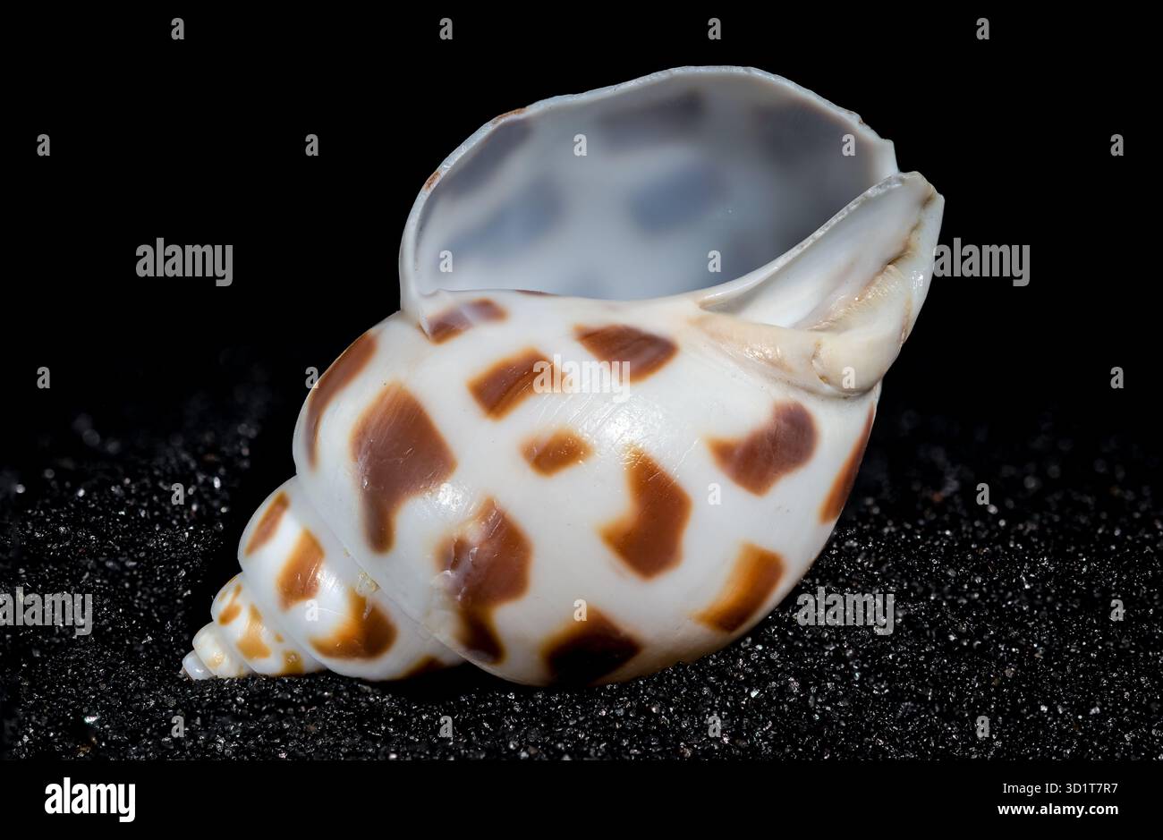 Babylonia Areolata shell su sfondo di sabbia nera Foto Stock