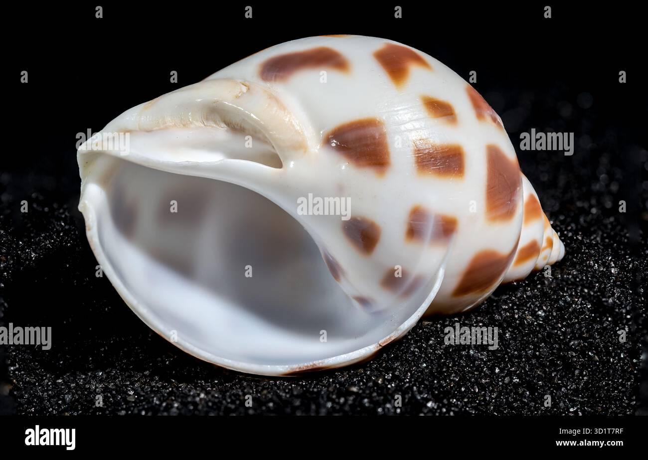 Babylonia Areolata shell su sfondo di sabbia nera Foto Stock