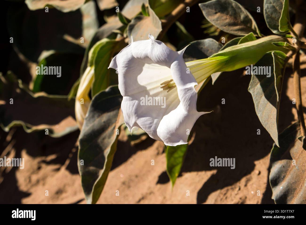 Un grande e spettacolare fiore bianco a forma di tromba di un'erba Jimson (Datura stramonium), noto anche come un thornapple, che cresce sulla riva del fiume di sabbia Foto Stock