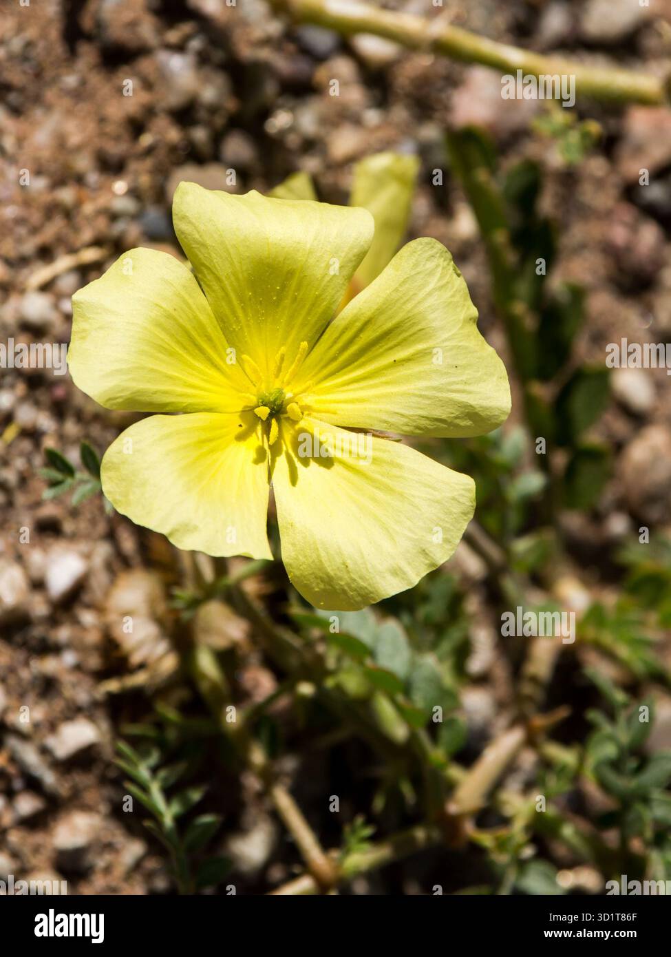 Primo piano di Yellow Tribulus Terrestris (Puncture Vine) Wildflower nel Fish River Canyon, Namibia Foto Stock