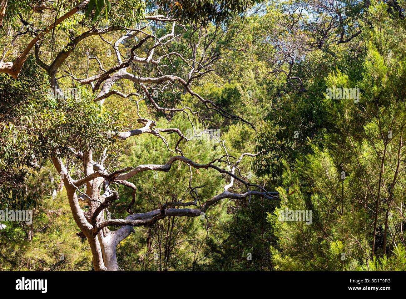 Un albero morto a Kings Park e Botanic Garden, Perth, Australia Occidentale, WA, Australia Foto Stock