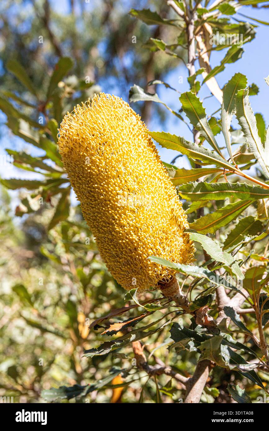 A Banksia Media fiorente a Kings Park e Botanic Garden, Perth, Australia Occidentale, WA, Australia Foto Stock