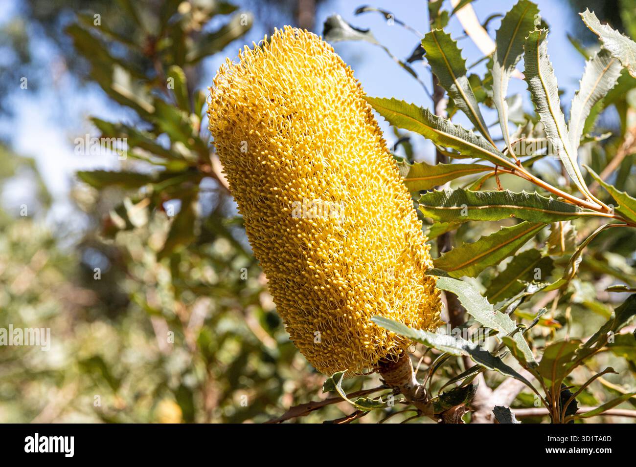 A Banksia Media fiorente a Kings Park e Botanic Garden, Perth, Australia Occidentale, WA, Australia Foto Stock
