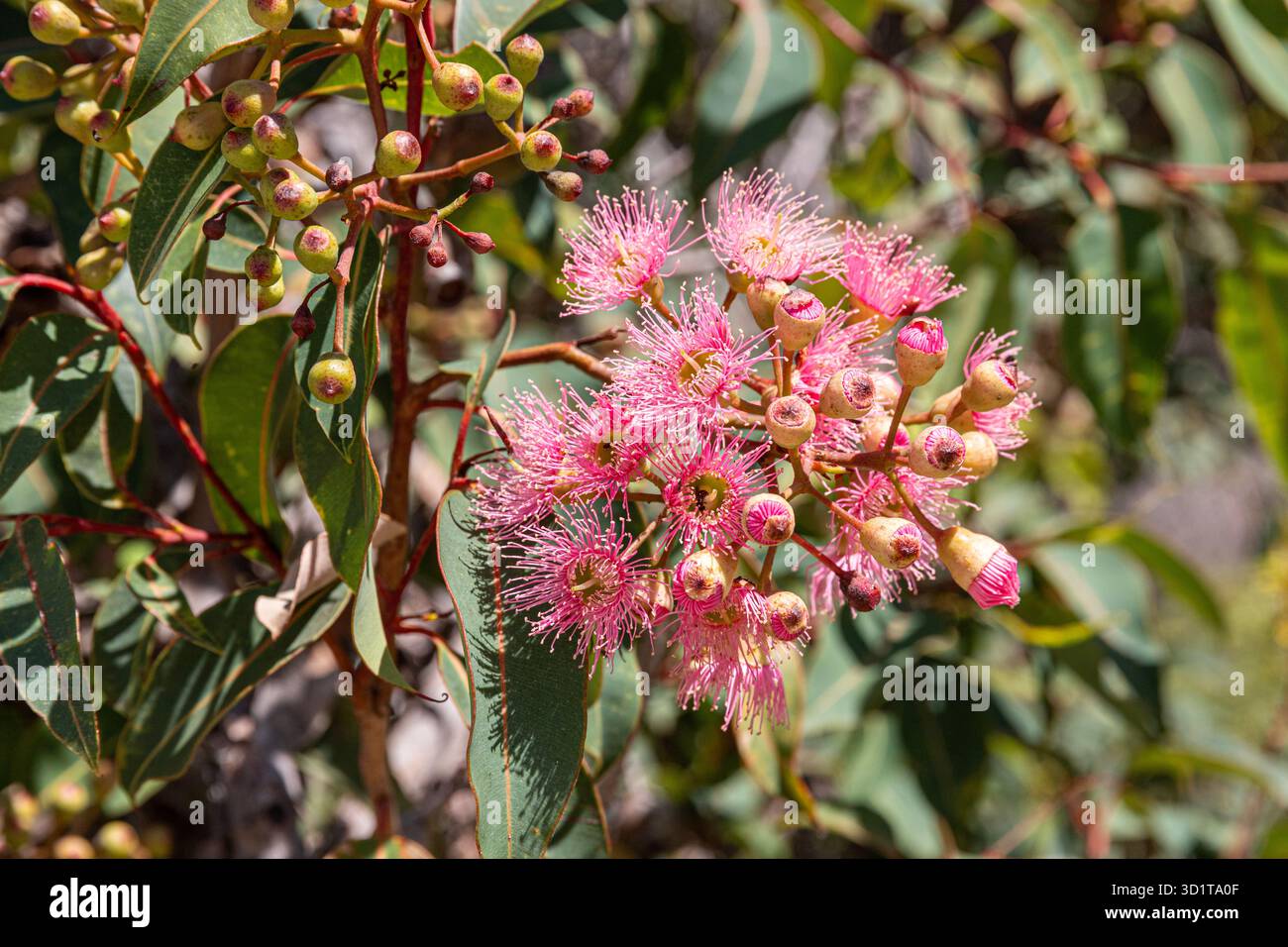 Una gomma di Redflower (Corymbia ficifolia ?) Fioritura a Kings Park e Botanic Garden, Perth, Australia Occidentale, WA, Australia Foto Stock