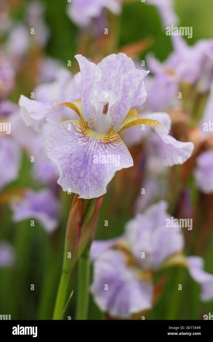 Iride siberiana Lavendelturm. Lilla pallida e petali gialli dell'Iris sibirica Lavendelturm. Foto Stock