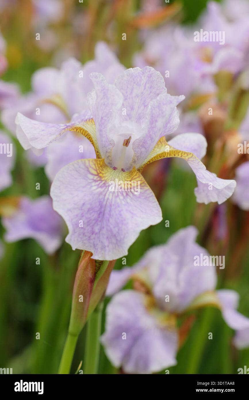 Iride siberiana Lavendelturm. Lilla pallida e petali gialli dell'Iris sibirica Lavendelturm. Foto Stock