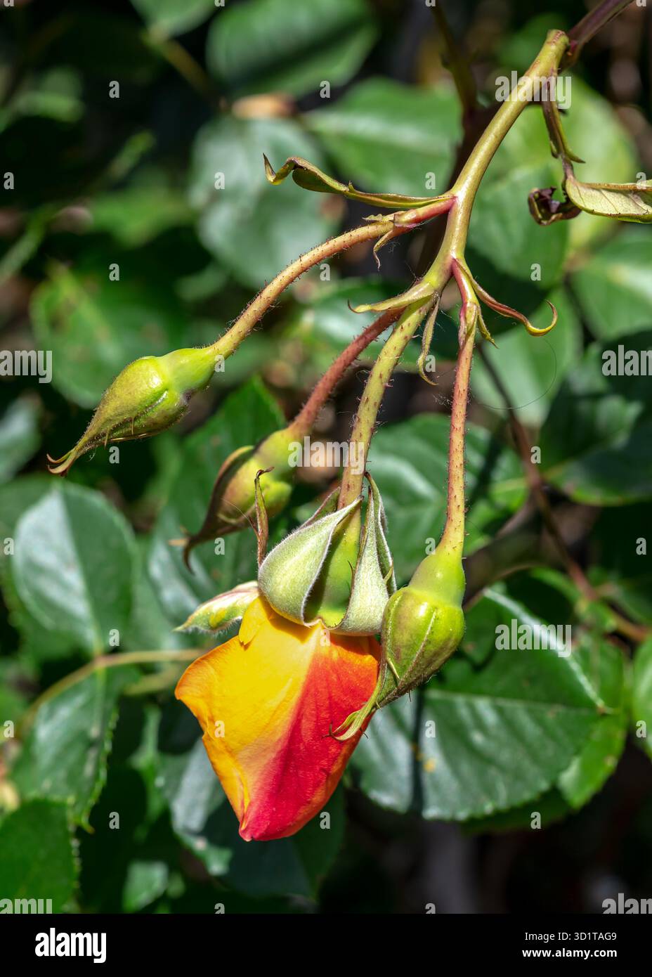 Rosa gialla in fiore su sfondo verde Foto Stock