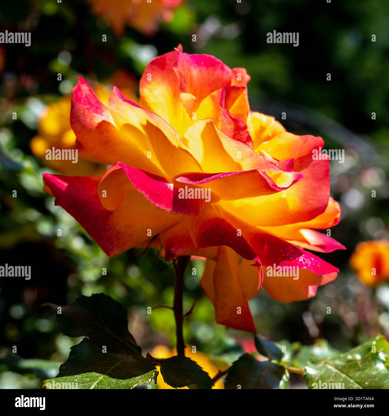 Rosa arancione in fiore su sfondo verde Foto Stock
